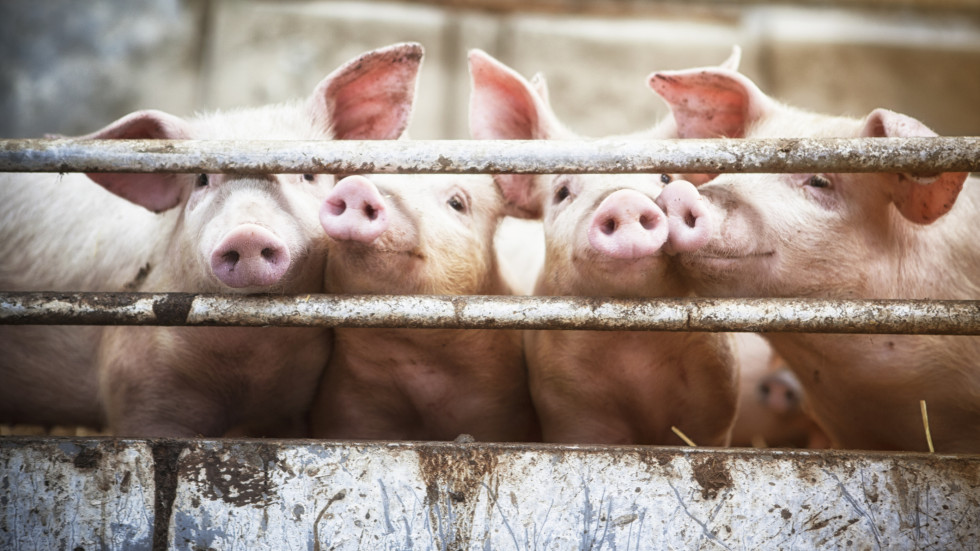 Кабинетът отпуска 3,7 млн. лв. за справяне с проблема с чумата по свинете