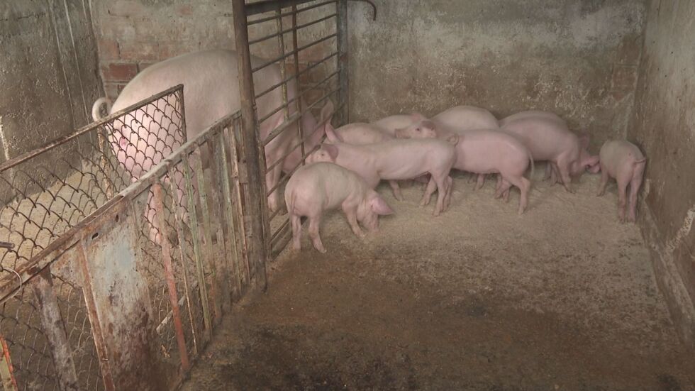 Ново напрежение заради заразата по свинете. Правителството отпусна пари (ОБЗОР)