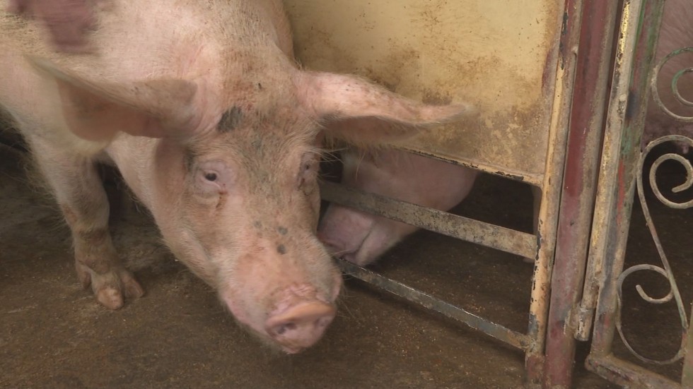 Отпаднаха ограниченията за България във връзка с класическата чума по свинете