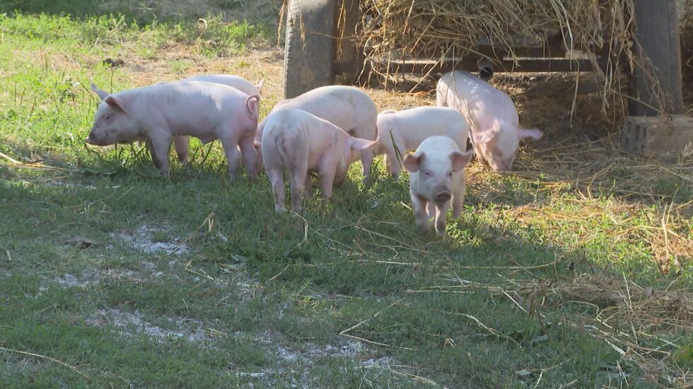 Гърция не е забранила вноса на свинско месо от България