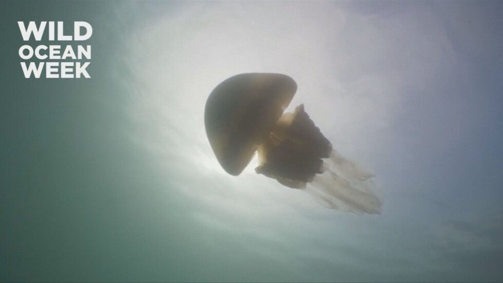 Водолази заснеха медуза с размери на човек (ВИДЕО)