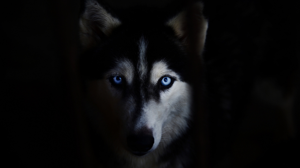 Заради „Игра на тронове“ има все повече изоставени кучета по света