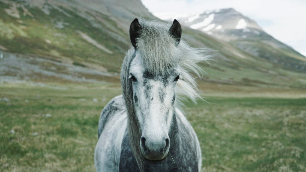 14 любопитни факта за конете (ВИДЕО)