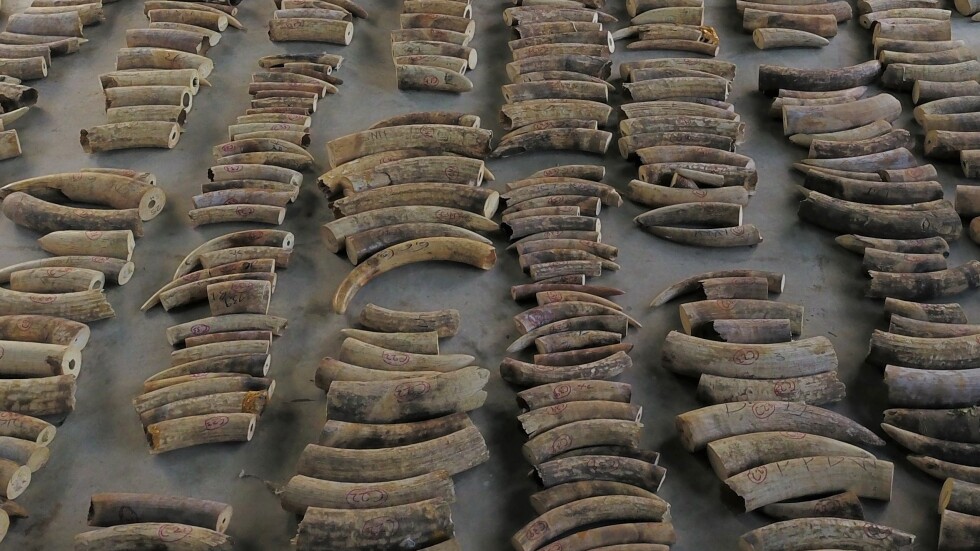 Конфискуваха слонова кост на стойност 13 млн. долара в Сингапур