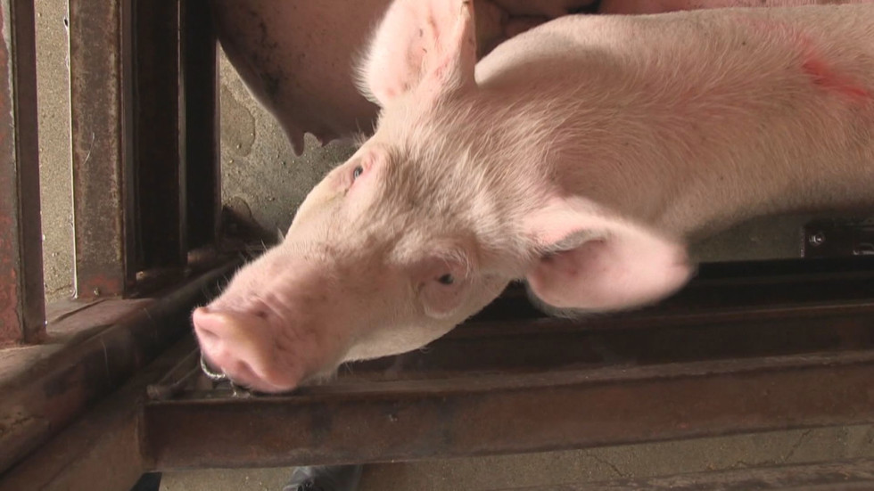 Чумата по свинете стигна до втори голям комплекс с 40 000 животни