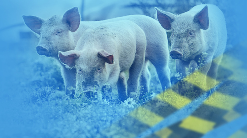 Чумата вече поставя в риск цялото българско свиневъдство