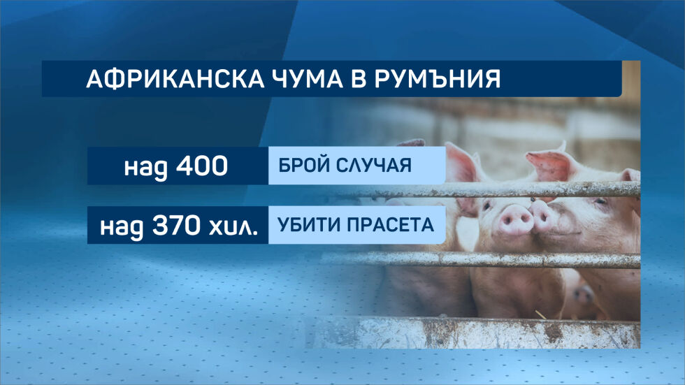 Как се справят в Румъния с чумата по свинете?