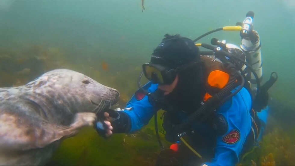 Тюлен и фотограф се здрависаха под вода (ВИДЕО)