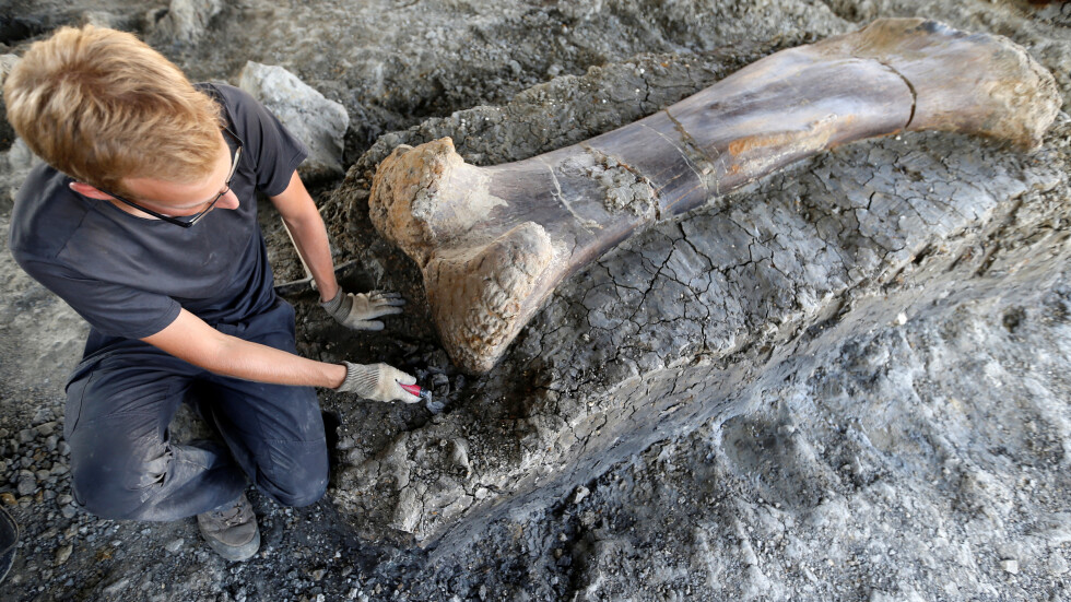 Откриха двуметрова кост на динозавър във Франция