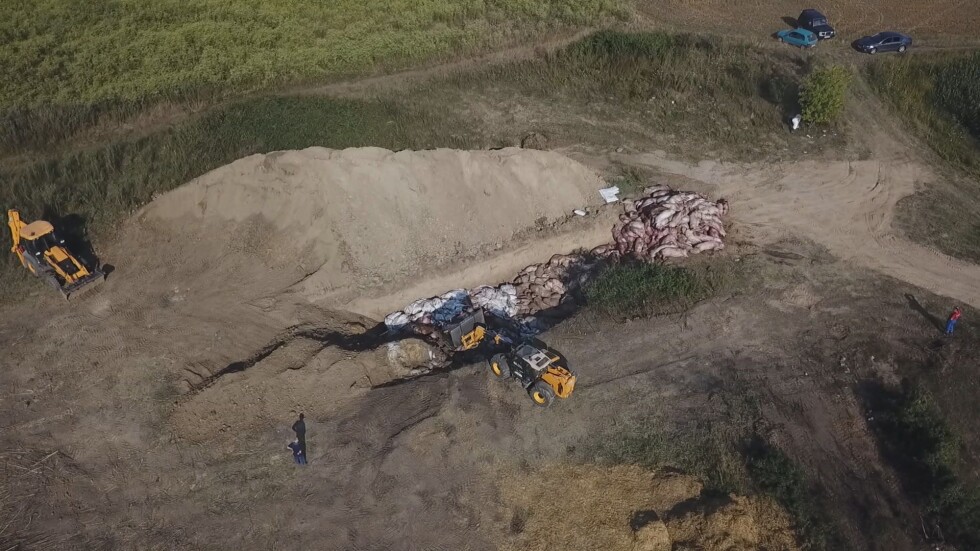 Инспектори на БАБХ проверяват дали се загробват живи прасета край село Сливо поле