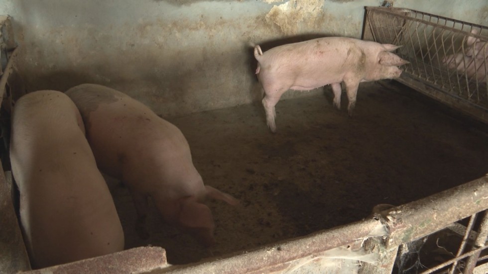 Продължава евтаназията на животни в три свинекомплекса в област Русе