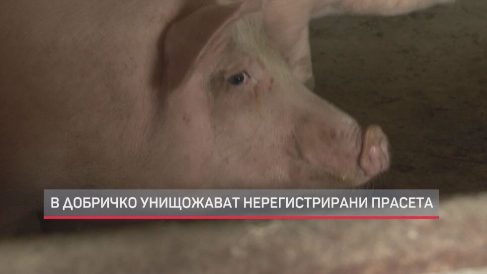 След сигнал за загробване на живи прасета: Властите направиха демонстрация на процеса