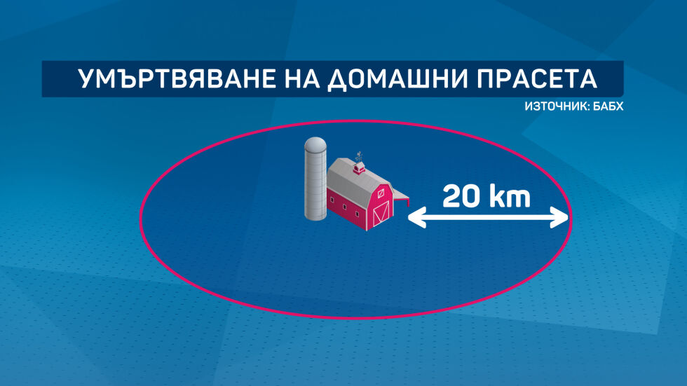 Кризата "Африканска чума": Къде умъртвяват свине тип "заден двор" (ОБЗОР)