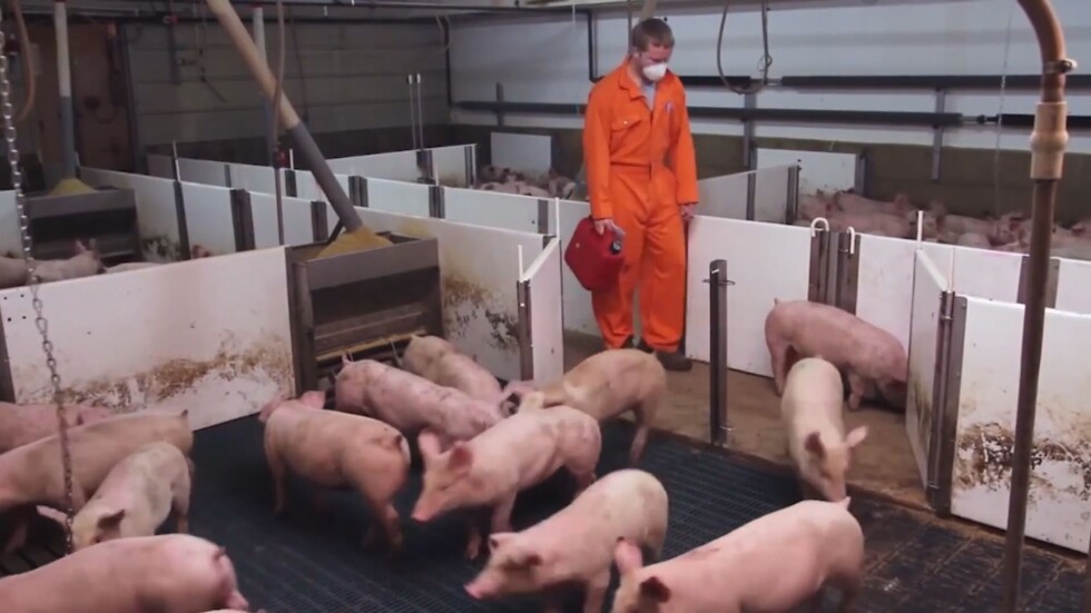Първи протести на земеделски стопани срещу избиването на домашни прасета