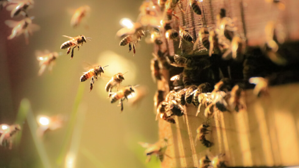 Холандия превърна 300 автобусни спирки в дом за пчели (СНИМКИ)