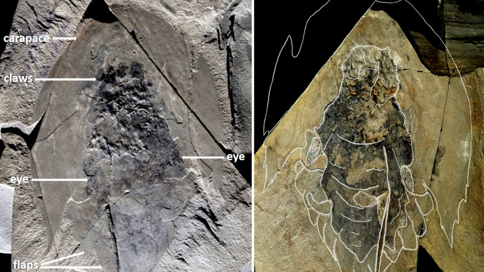 В Канада откриха фосили на хищник, живял преди 506 млн. години