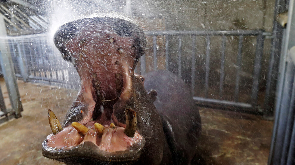 Кажи: „А-а-а”: Хипопотами получават редовна зъбна профилактика