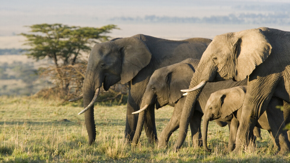 Стотици слонове умряха мистериозно в Ботсвана и никой не знае защо