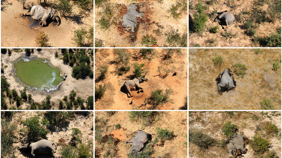 Мистерията около смъртта на слонове в Ботсвана се задълбочава