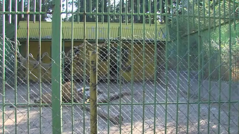 Новородени лъвчета: Каква съдба очаква малките обитатели на зоопарка в Благоевград?