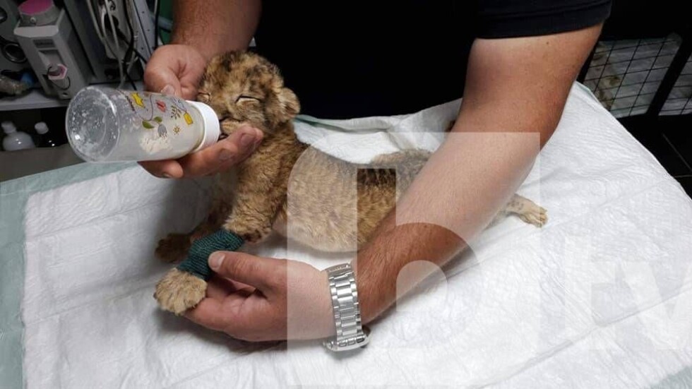 Двете лъвчета от благоевградския зоопарк са в стабилно състояние