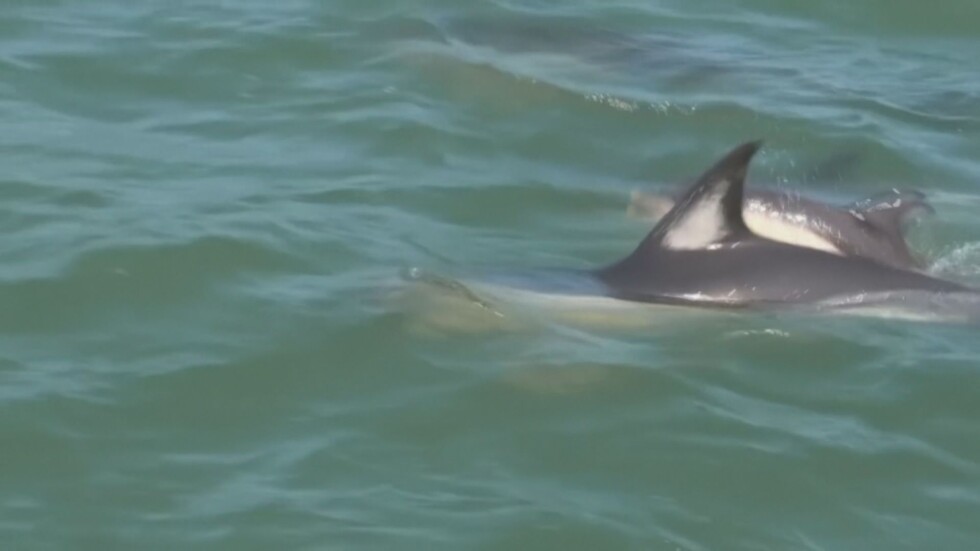 Делфини изпълниха океана край португалската столица Лисабон