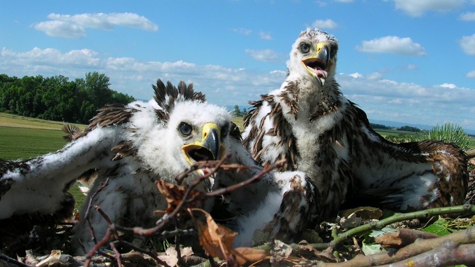 Рекорд за царския орел у нас: 37 излюпени малки през този размножителен сезон