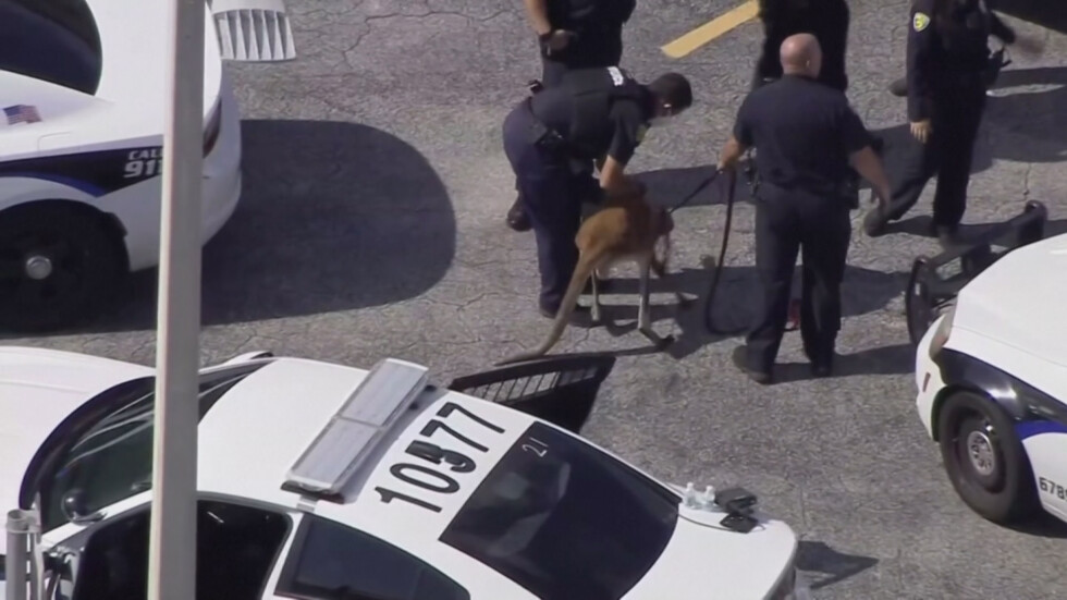 Необичаен арест: Полицията във Флорида задържа кенгуру