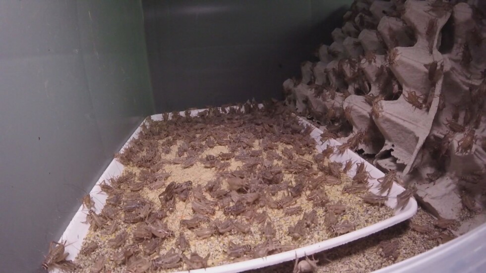 Иновация в храненето: За първи път у нас отваря ферма за отглеждане на щурци