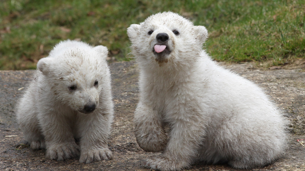Белите мечки могат да изчезнат като вид след по-малко от сто години