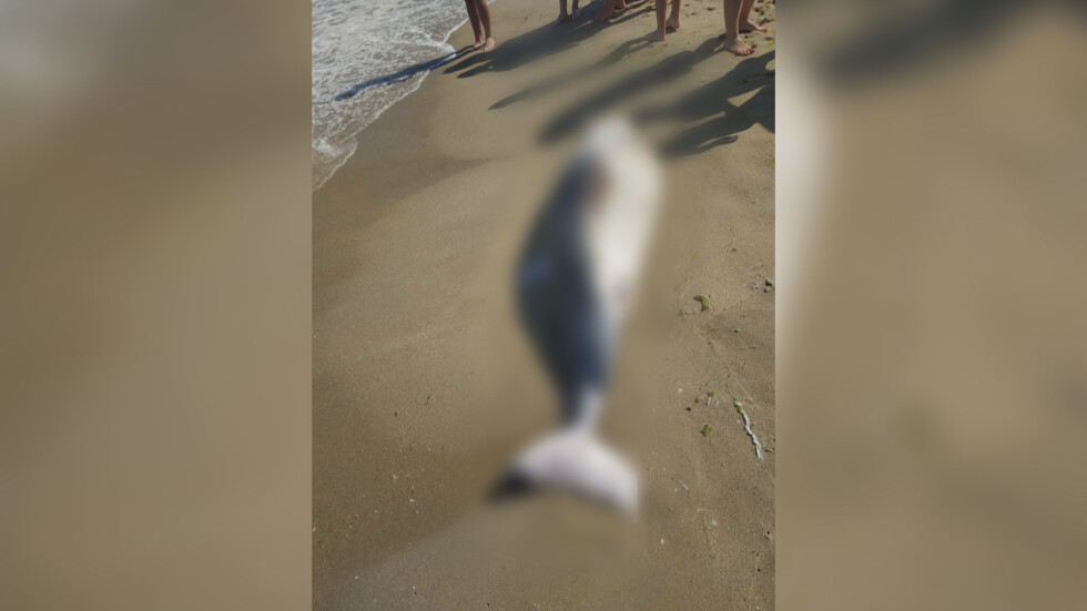 Мъртъв делфин изхвърли морето край Шкорпиловци