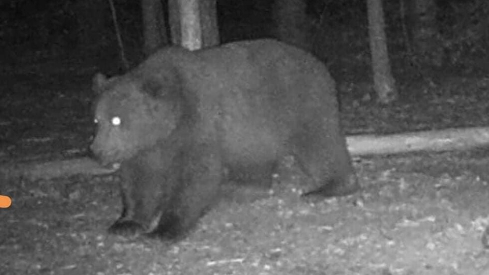 Земеделското министерство разреши мечката, нападнала жена край Белица, да бъде отстреляна