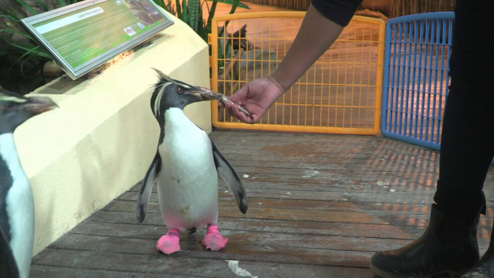 Пингвини се разхождат с розови чорапи (ВИДЕО)