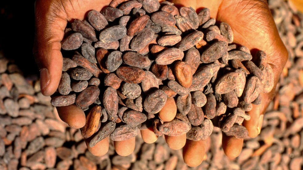 Отпадъци от какао се превръщат в ток в Африка