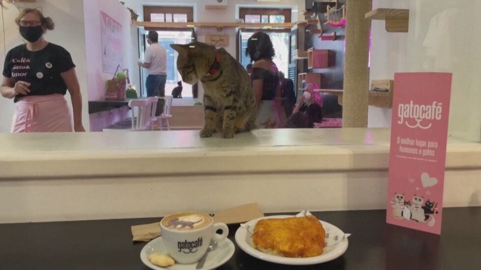 Кафе с котка: В Рио де Жанейро можете да осиновите домашен любимец (ВИДЕО)