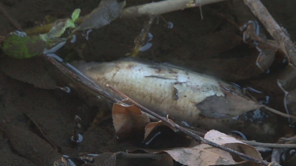 Екологично бедствие край Кричим: Защо в Стара река изплува мъртва риба? 