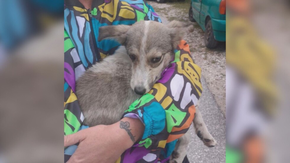 Жестокост към животни: Изоставиха кучета край път в Смолянско, някои от тях бяха убити