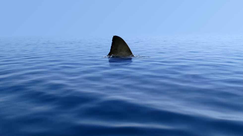 Турист загина при атака на акула на оживен плаж в Нова Каледония