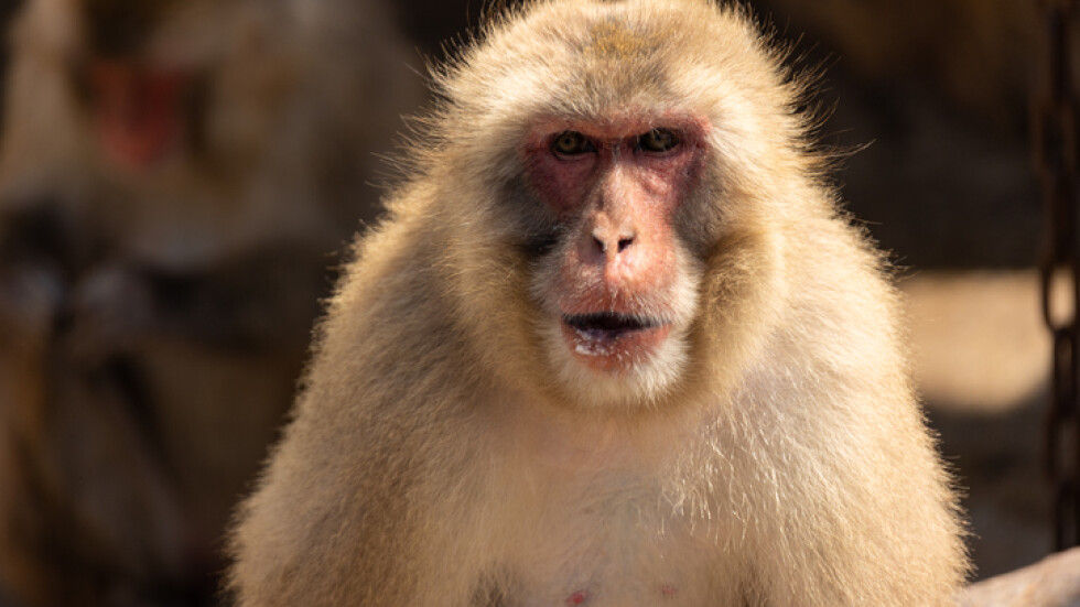 Банда агресивни маймуни тероризира японски град