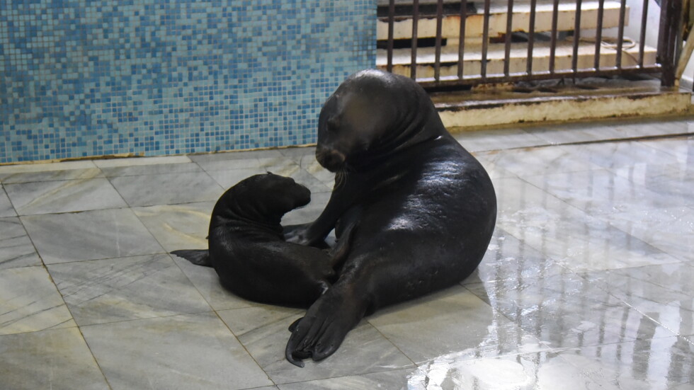 За първи път от години: Тюленче се роди в делфинариума във Варна (СНИМКИ)