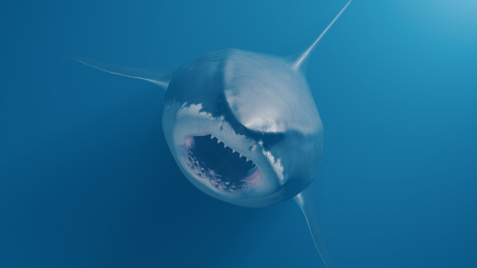 Проучване: Хората са стотици пъти „по-смъртоносни“ от акулите 