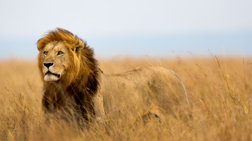 В битка с природата: Шест лъва са убити само за ден