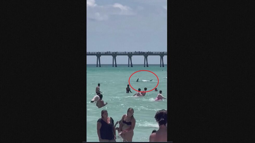 Почти на брега: Акула изненада плажуващи във Флорида (ВИДЕО)