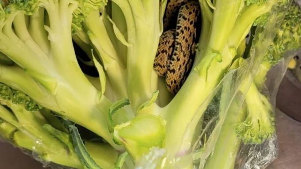 Мъж откри жива змия в опаковани броколи, закупени от супермаркет 