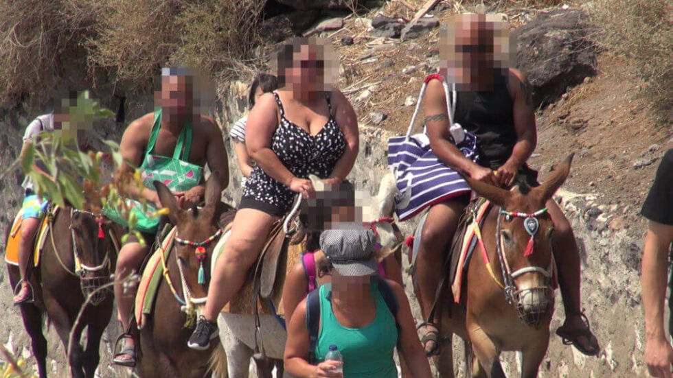 Да се движиш с магаре за 10 евро: Природозащитници критикуват Санторини