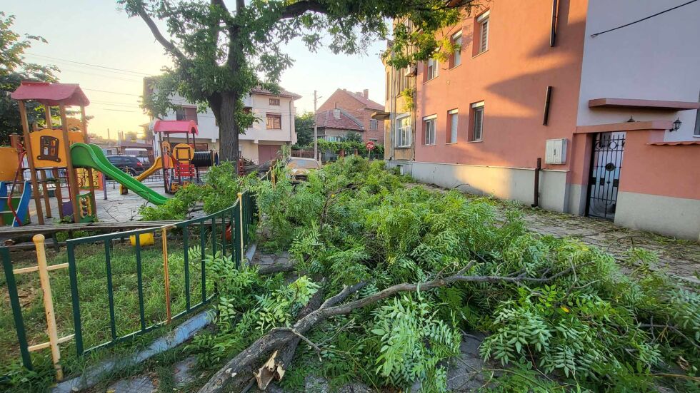 Щети от лятна буря: Изкоренени дървета и смачкани автомобили в Харманли (СНИМКИ)