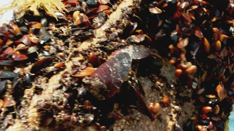 Даровете на морето: Черната мида като деликатес