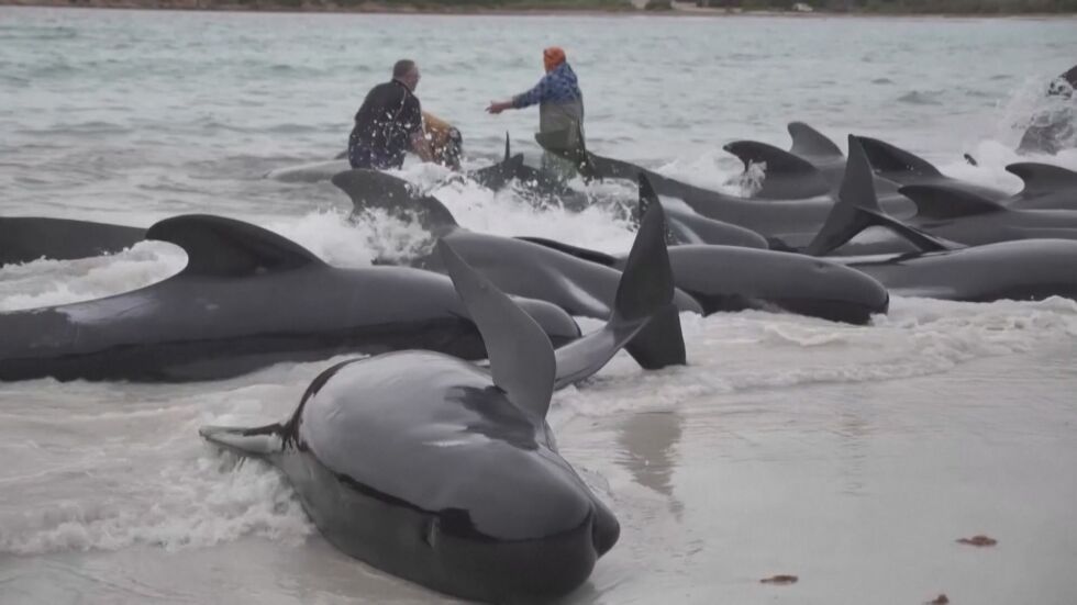 Спасителна операция: Близо 100 кита са заседнали на отдалечен плаж (ВИДЕО)
