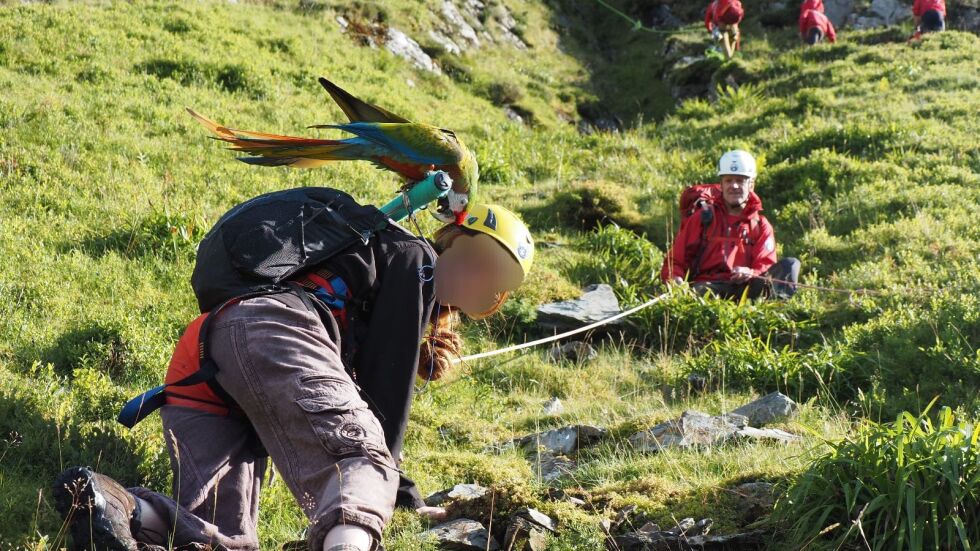 Необичайна акция: Спасиха жена, заседнала в скалите, докато търси своя папагал (СНИМКИ)