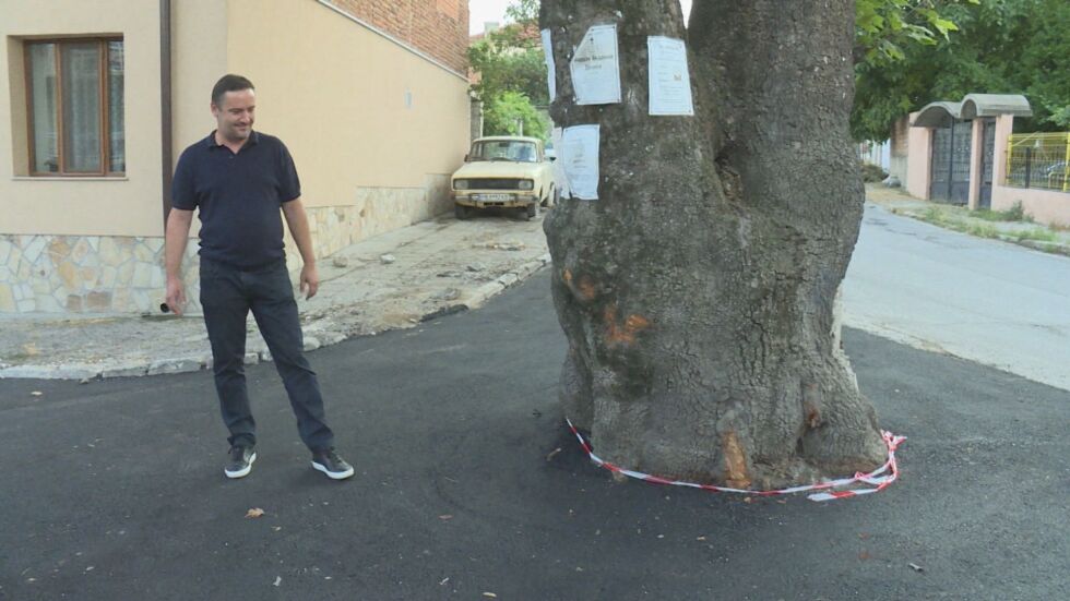 200-годишен чинар: Защо вековното дърво беше асфалтирано? 